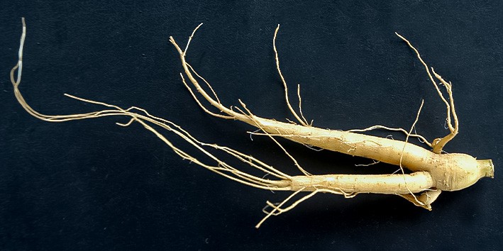 Fafia ginseng brasileiro